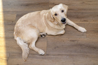 A young male golden retriever lies on modern vinyl panels in the living room of a home, top view.