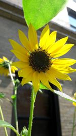 Close-up of sunflower blooming outdoors