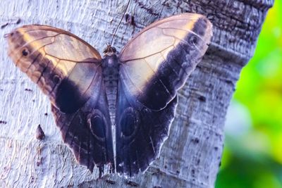 Close-up of butterfly on leaf