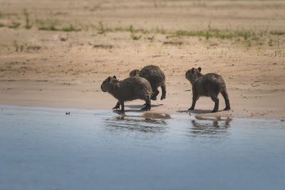 Side view of dogs running on beach