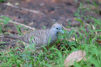 Close-up of a bird perching on a land