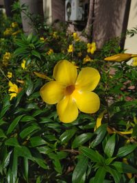 Close-up of yellow flowering plants in yard