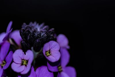 Close-up of purple flowers blooming against black background