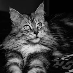 Close-up portrait of cat