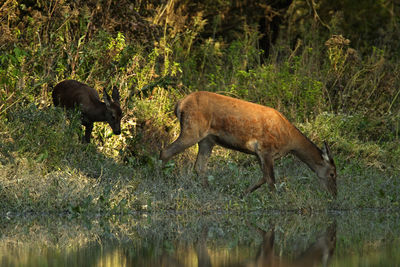 Deers in sidebranch of the drava river