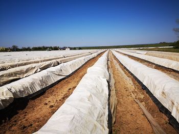 Panoramic view of agricultural field against clear blue sky