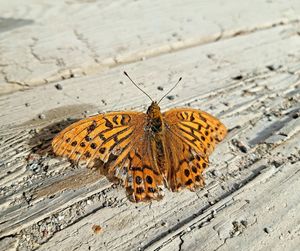 High angle view of butterfly on wood