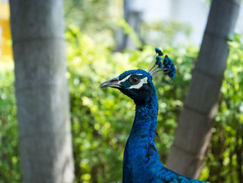 Close-up of a bird against blurred background