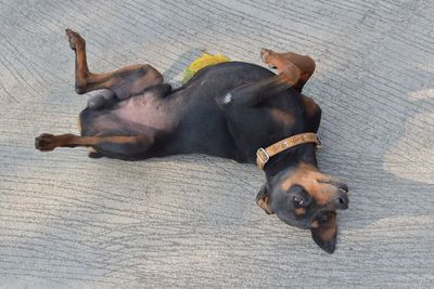 High angle view of dog sleeping at home