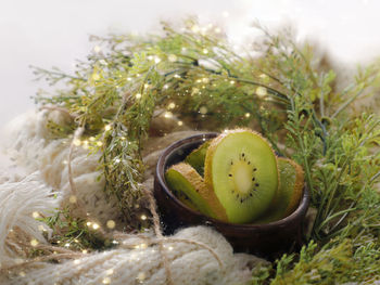 Close-up of fruits on plant