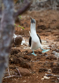 Close-up of bird perching on rock