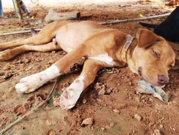 High angle view of dog lying on field