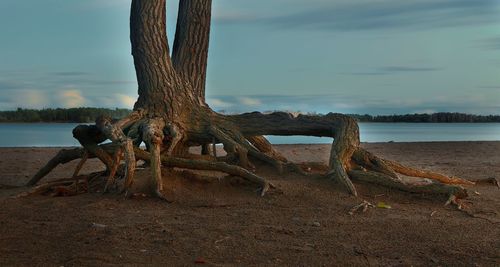 Tree trunk by sea against sky