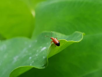 Close-up of insect on leaf