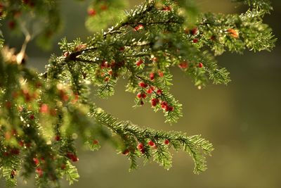 Close-up of plant against tree