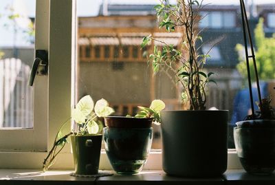 Close-up of potted plants on window sill