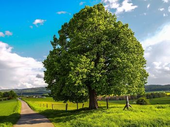 Scenic view of grassy field against sky