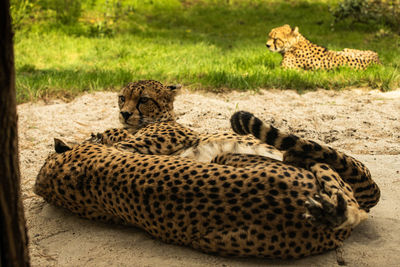 View of cat resting in a zoo