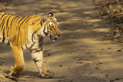 Tiger crossing the trail