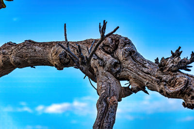 Low angle view of driftwood against blue sky