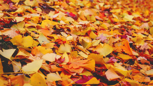 Full frame shot of yellow leaves during autumn