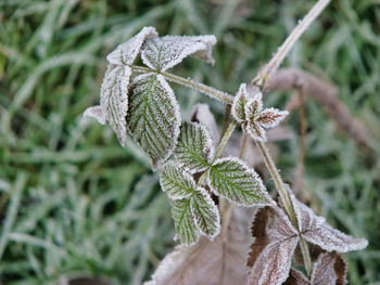 Close-up of frost on leaves