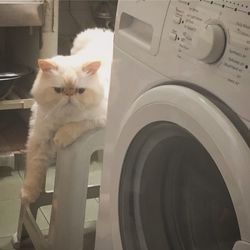 Portrait of white cat