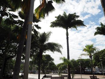 Low angle view of palm trees against sky