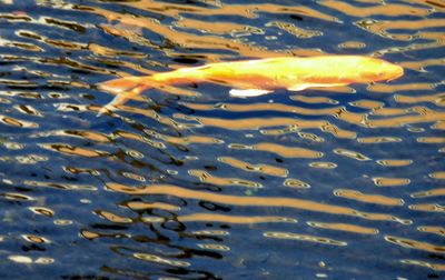 High angle view of fish swimming in lake