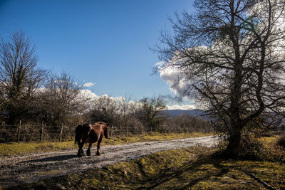 View of a horse on field