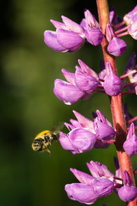 Close-up of bee on flower