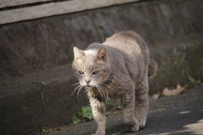 Portrait of cat