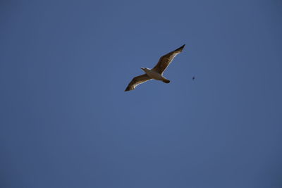 Low angle view of bird flying against clear blue sky