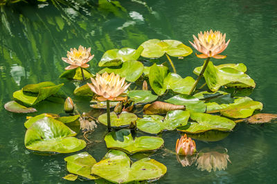 Lotus water lily in lake