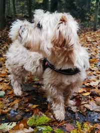 Full length of a dog