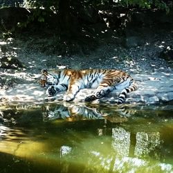 Zebras relaxing in water