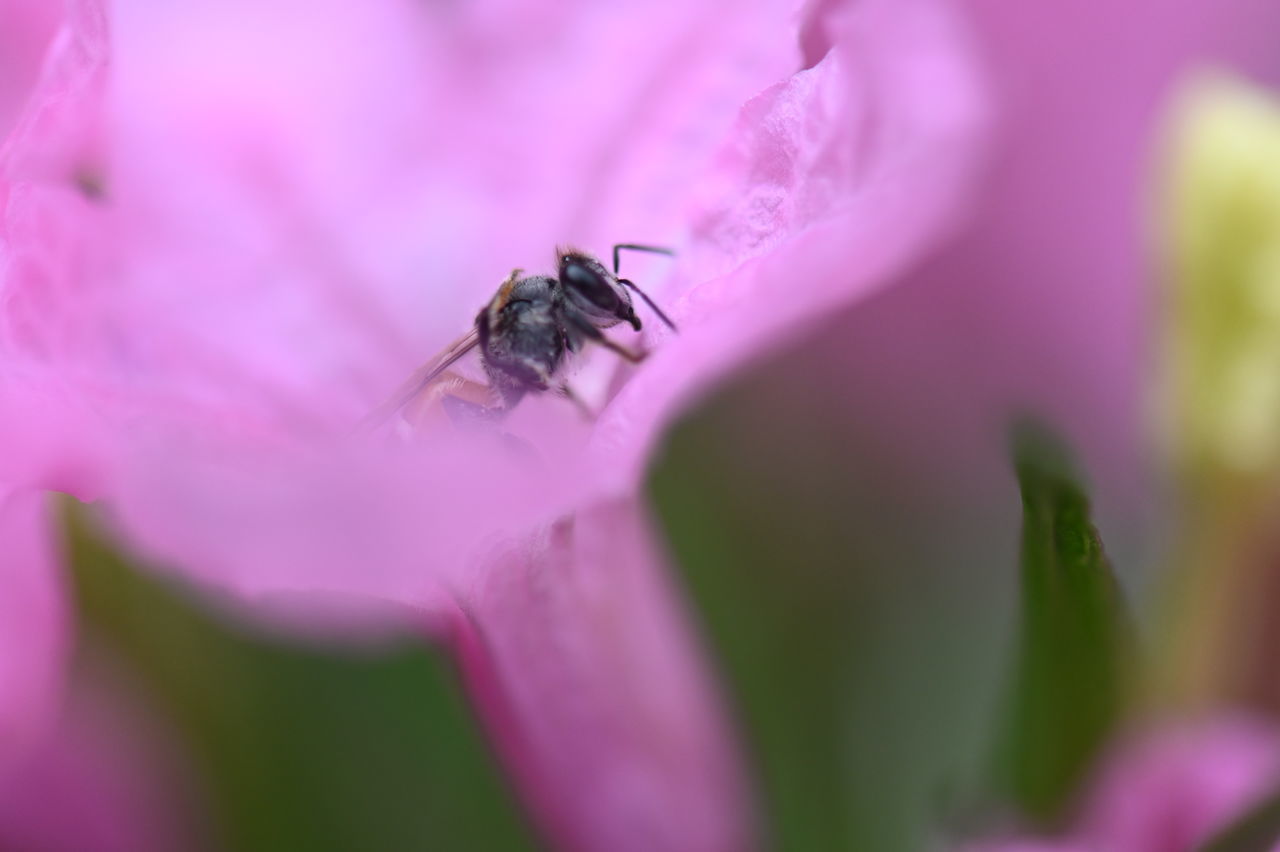 invertebrate, insect, flowering plant, flower, one animal, animals in the wild, animal themes, close-up, animal wildlife, plant, animal, beauty in nature, vulnerability, selective focus, fragility, petal, growth, freshness, nature, flower head, purple, no people, outdoors, animal wing, pollination