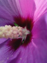 Close-up of purple flower blooming outdoors