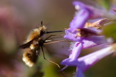 Close-up of insect on purple flower