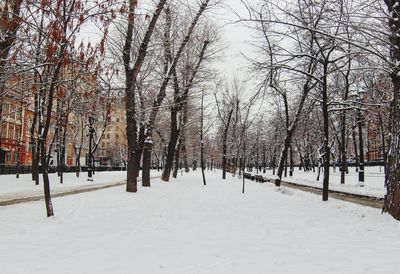 Trees on snow covered field during winter