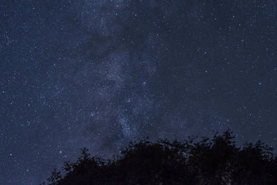 Low angle view of trees against star field at night