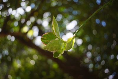 Close-up of leaves on tree