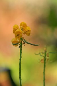 Close-up of yellow flowering plant