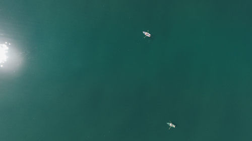 Bird flying over sea