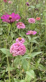 Close-up of pink flowering plants on field