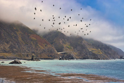 Flock of birds flying over sea