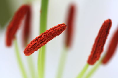 Close-up of flowers against blurred background