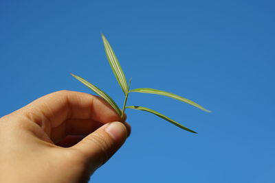 Close-up of hand holding plant against blue sky