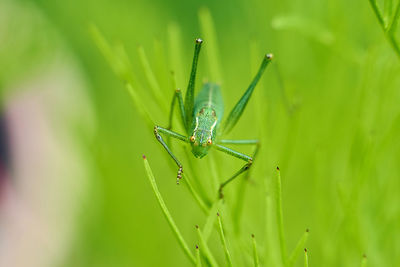 Close-up of insect on plant