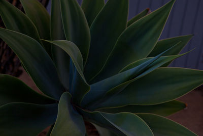 Close-up of succulent plant